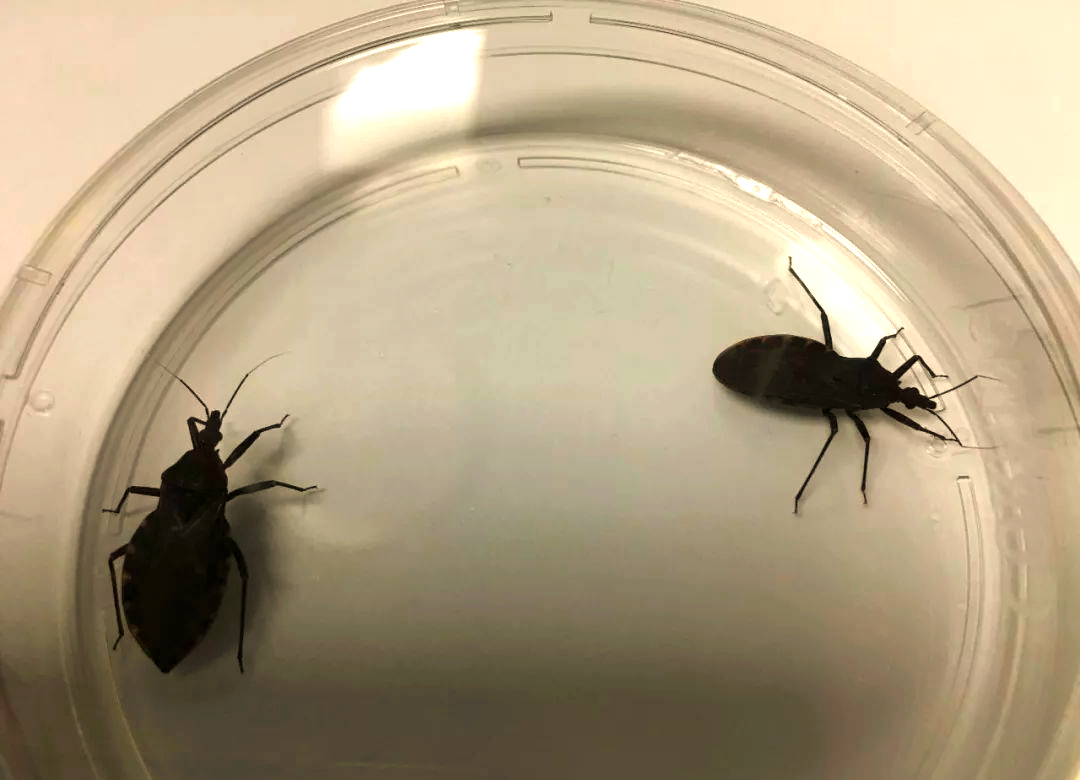 锥蝽虫悬赏令出炉,广州和广西市民齐捉拿