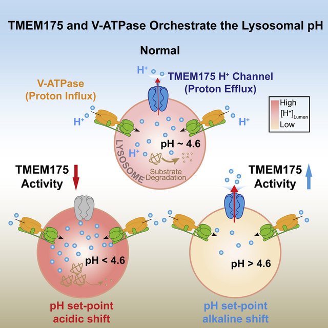 浙大歸國科學家運用溶酶體膜片鉗技術,首次發現溶酶體氫離子通道