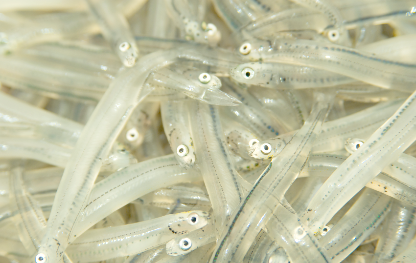 银鱼:水中生物的多样性与重要性