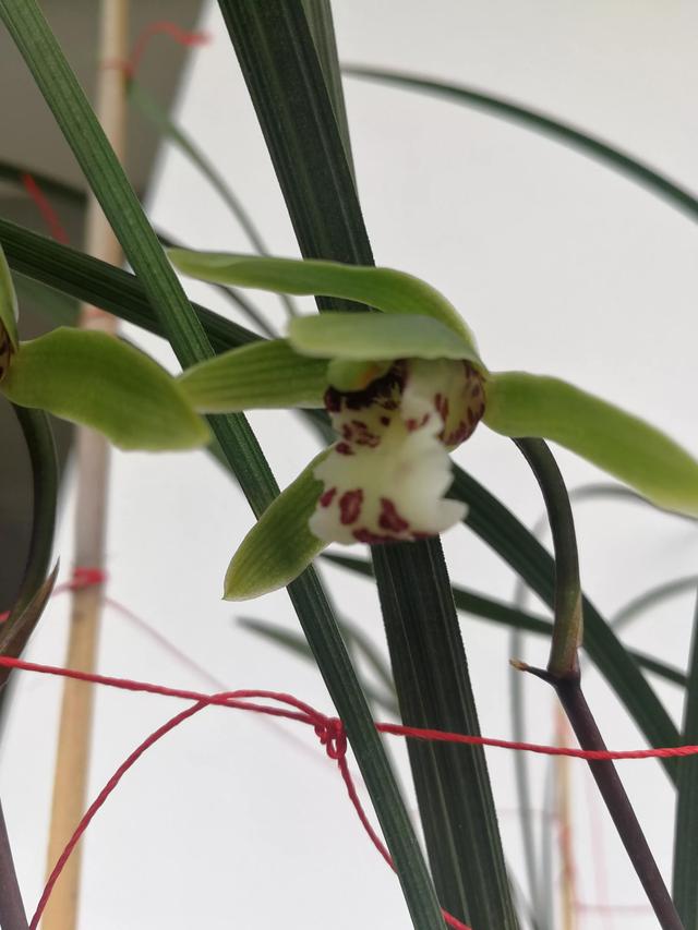 兰花界中以一个县名命名的兰花一一丘北冬蕙兰,迎接冬天的到来