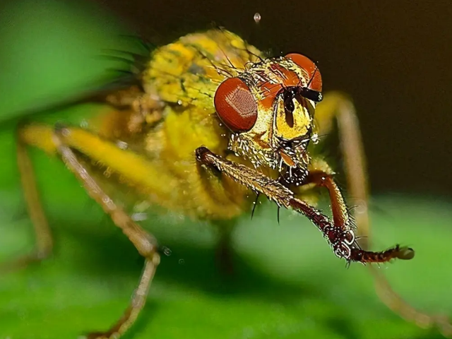 赤眼蜂为什么能防治害虫