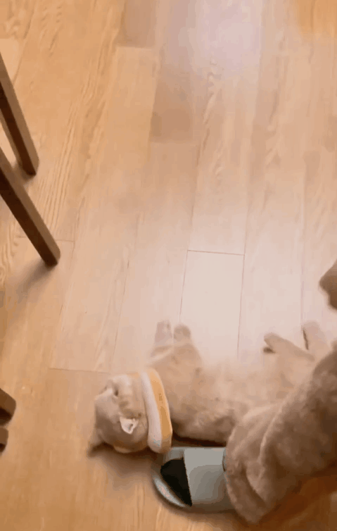 当猫咪成为了抠脚大汉,我想起了童年的自己!