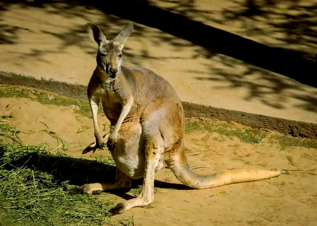 带你深入了解澳大利亚的多样有袋动物