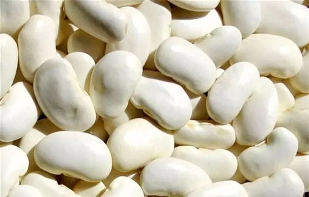 白芸豆真的能减肥吗图片