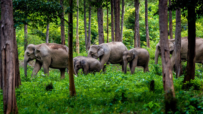 罕见!西双版纳30多头野生亚洲象集体觅食