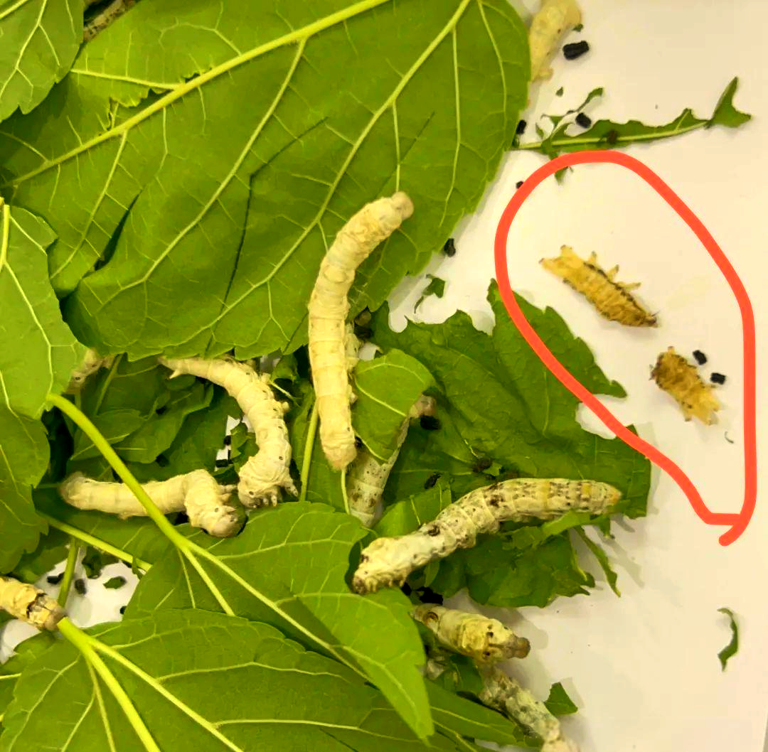 蚕宝宝的成长历程与各种细节