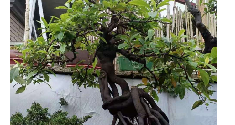 金弹子盆景贵不贵