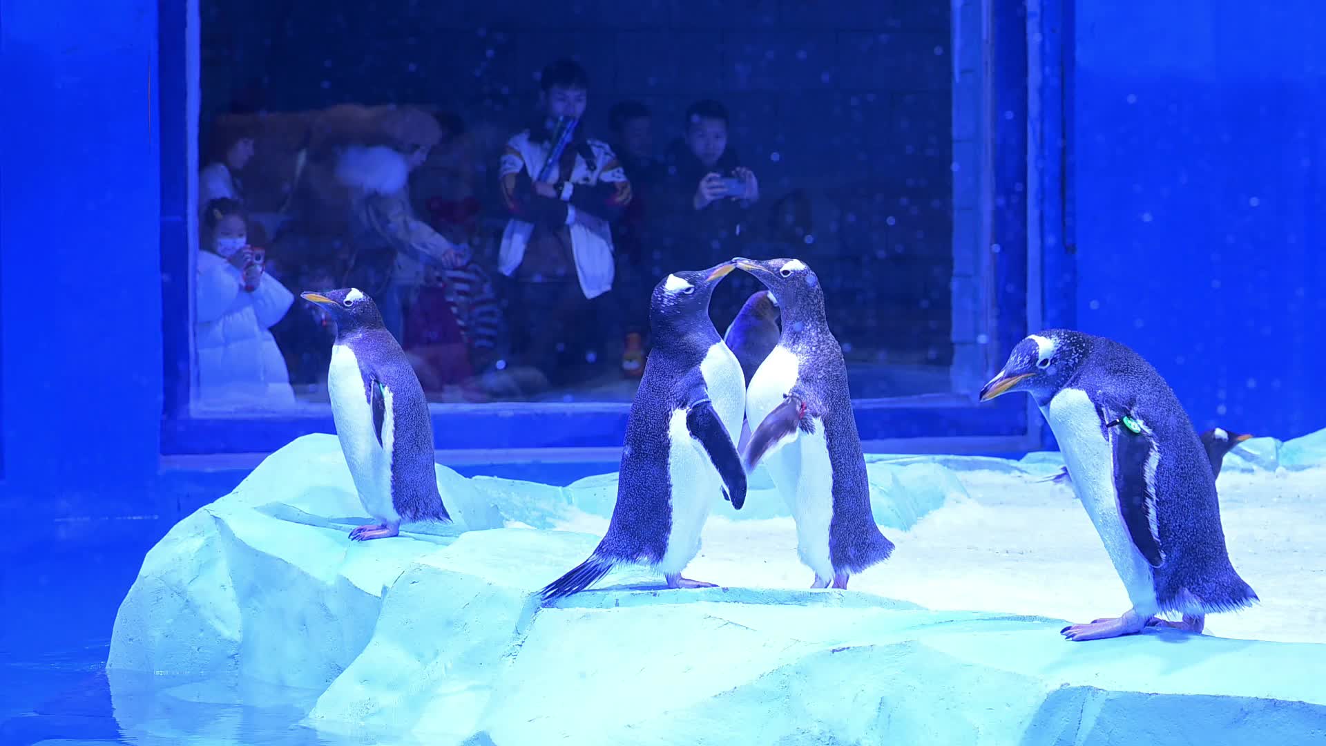 视频|湘江欢乐海洋公园正式开园