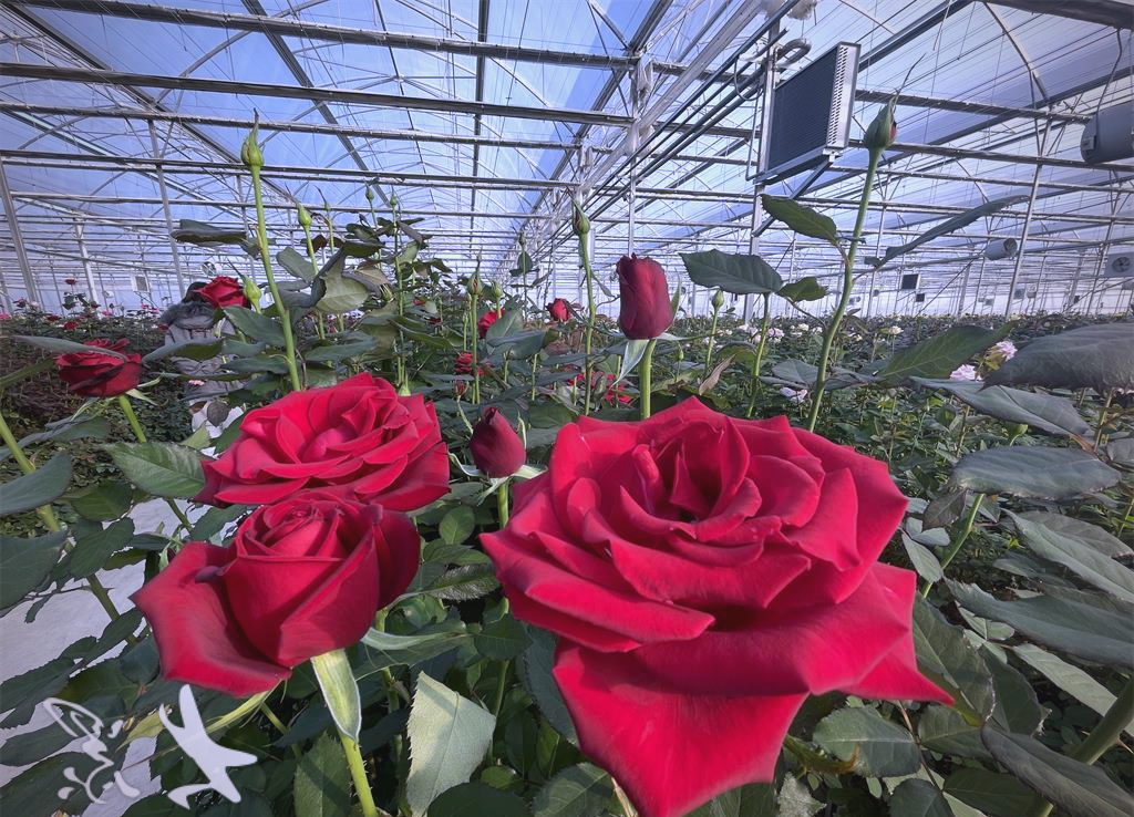泰山玫瑰园巧用工业余热,年产鲜切花高达1.6亿枝!