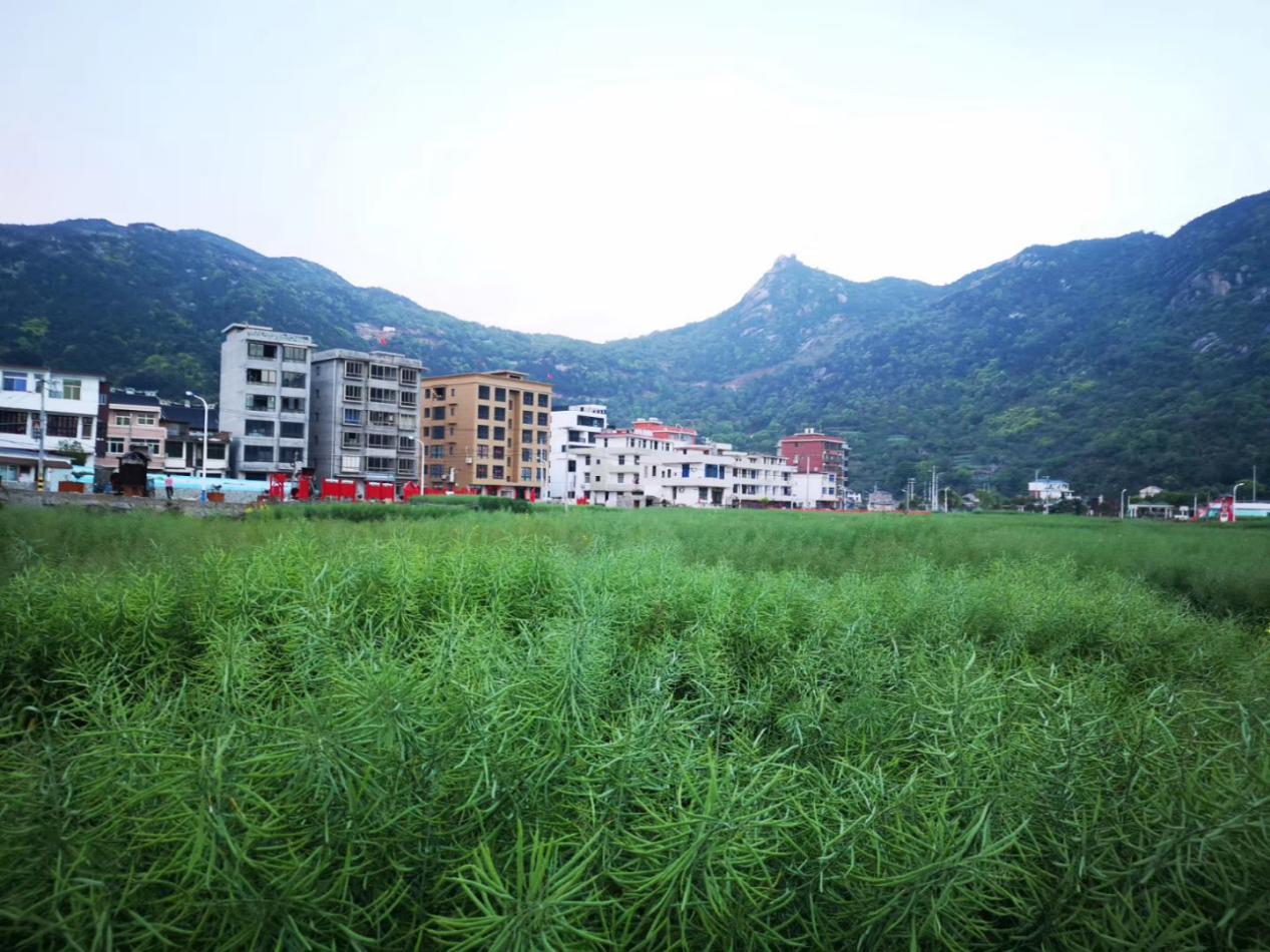 洞头区大门镇——一份"红黑榜" 开启大门田园"美丽密码"