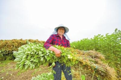 全國約八成艾草出自南陽