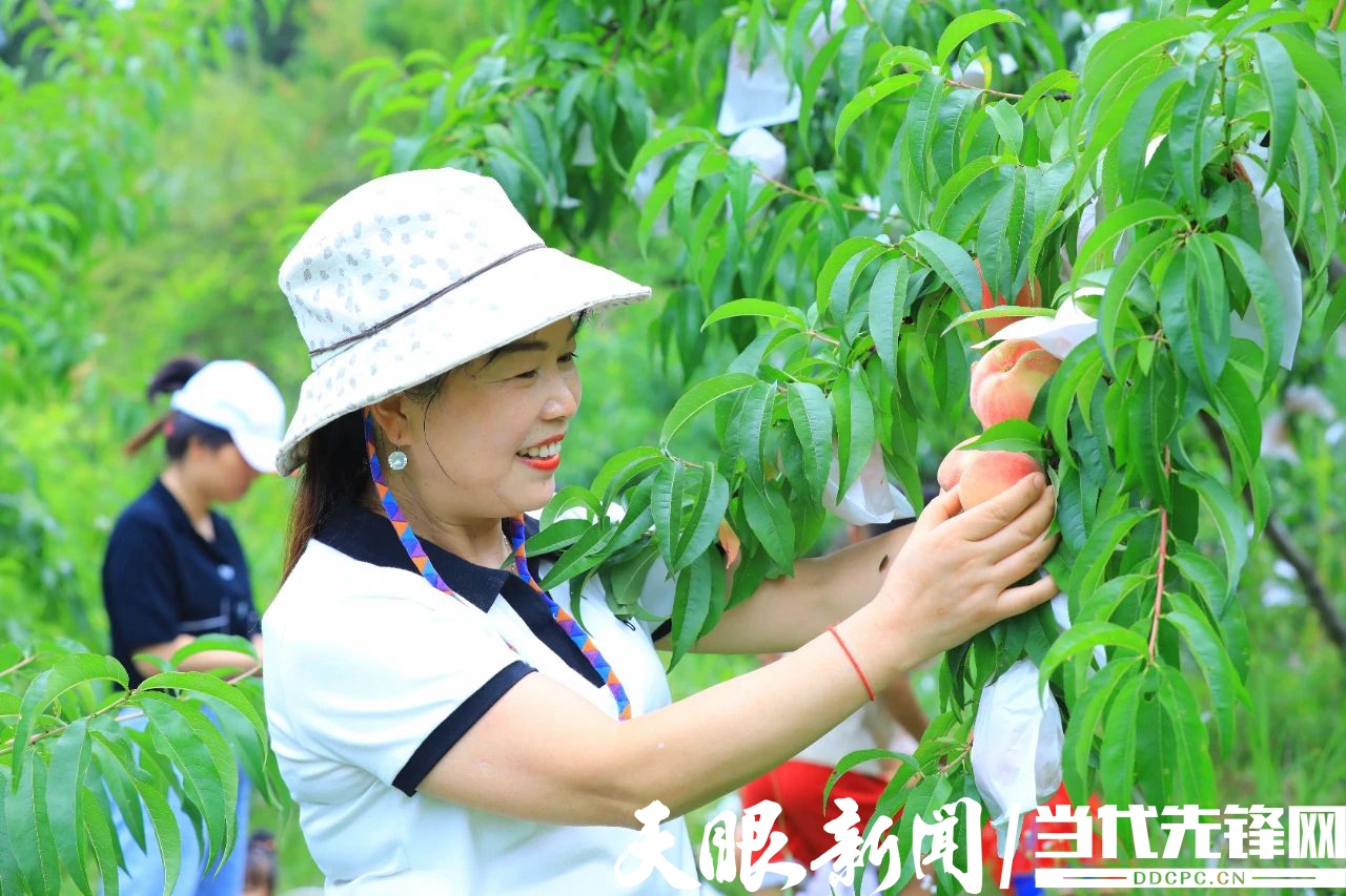 剑河县岑松镇塘脚村桃子熟了 赶紧带着家人朋友去采摘吧!