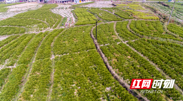 汝城马桥镇小黄姜开种 种出美好"姜"来