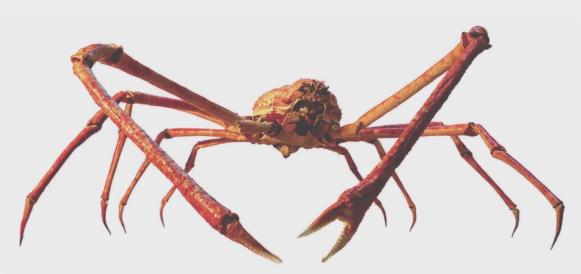 能活到100岁的蜘蛛蟹腿长2米,永不衰老的基因,有帝王蟹两倍大