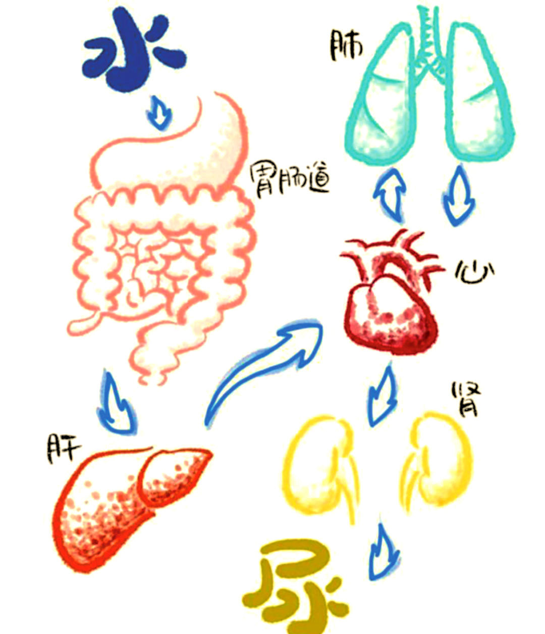 然而,若在没有任何水分摄入的情况下,人体仅能坚持大约3天,之后便会因