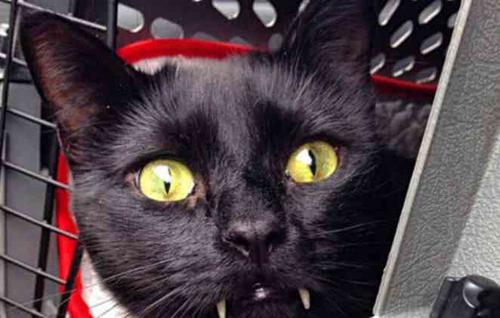 长着獠牙的猫,出价上百万主人也不出售!原来真相如此感人