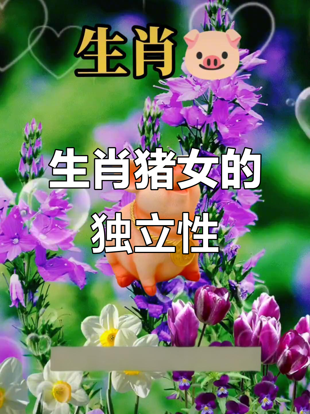 生肖猪的明天运势如何女生(生肖猪明天运气如何)