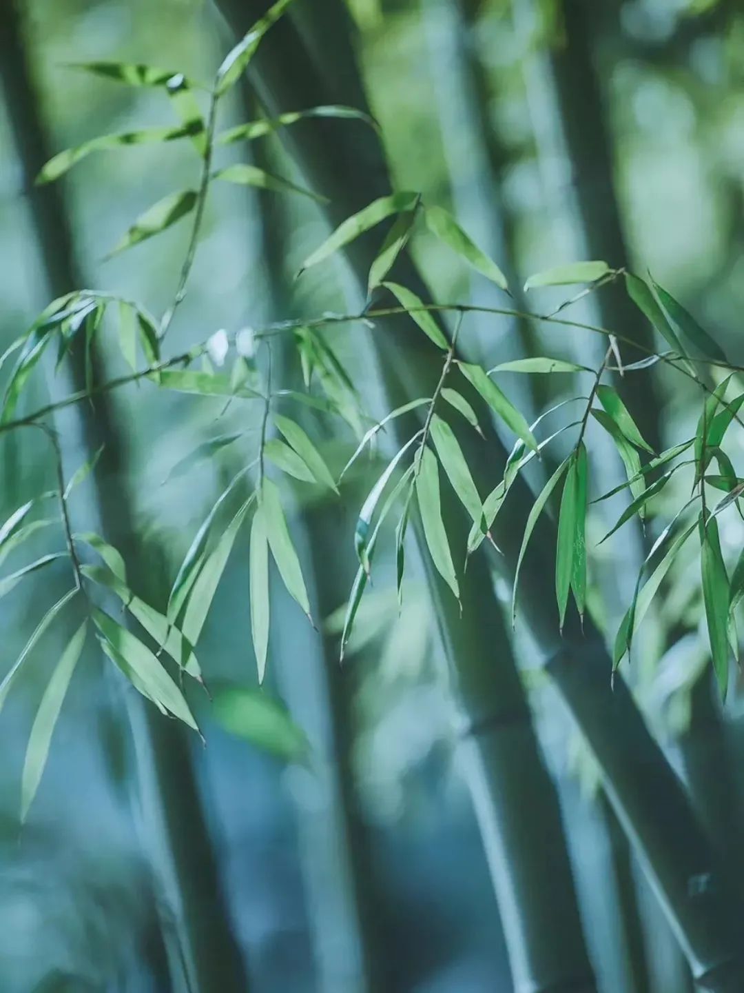 竹子生长图片记录图片