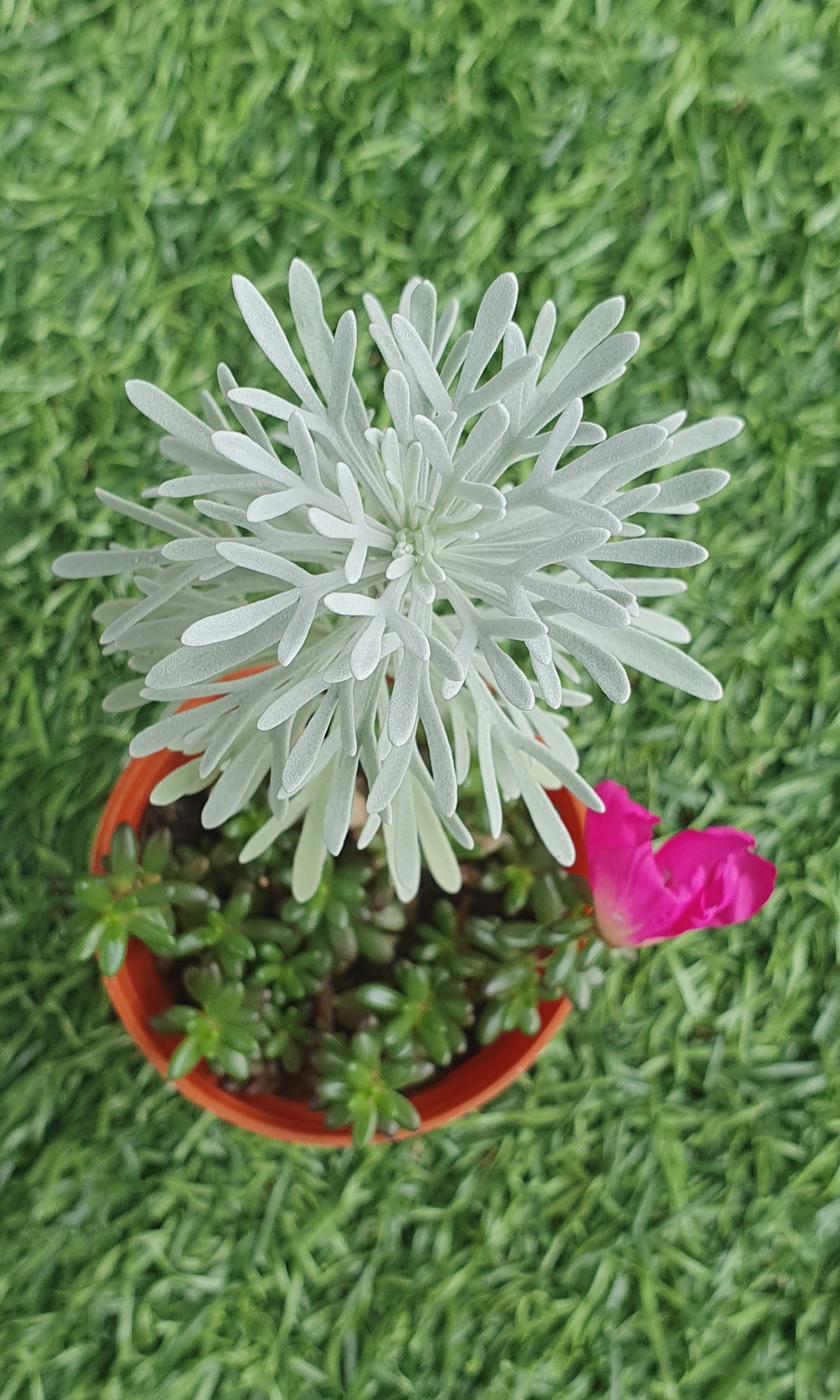 芙蓉菊生机勃勃:培养技巧与经验分享