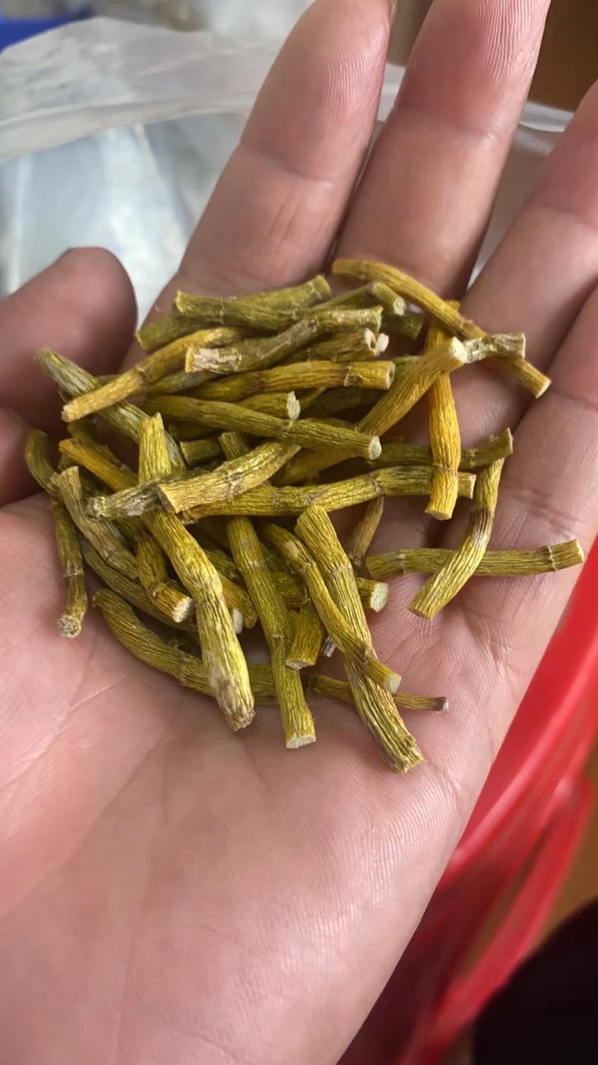 霍山米斛寸金和铁皮石斛金条(也叫金箍棒),切片展示及名称由来