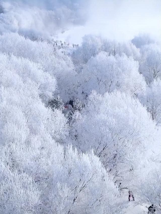 吉林树挂图片高清图片