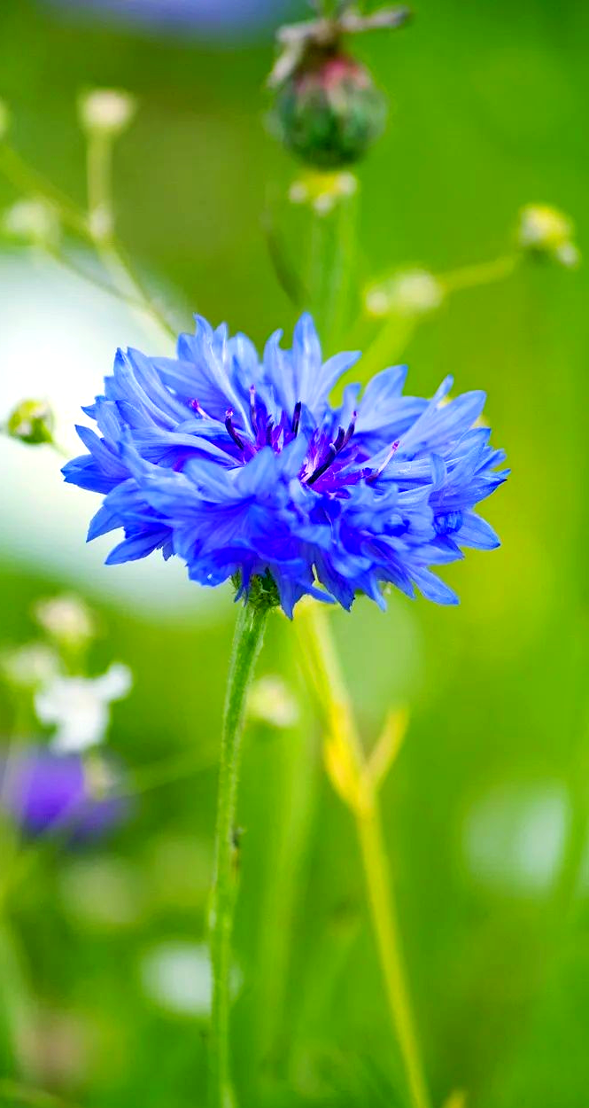 矢车菊:深邃蓝花,象征吉祥与幸福