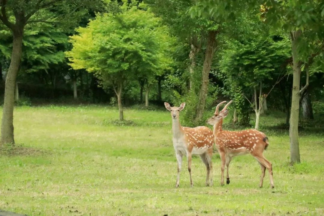 东平国家森林公园购票福利升级