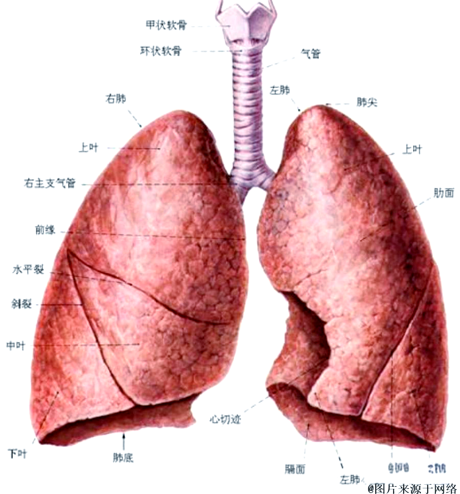 肺的形态与结构详解,你知道这些细节吗