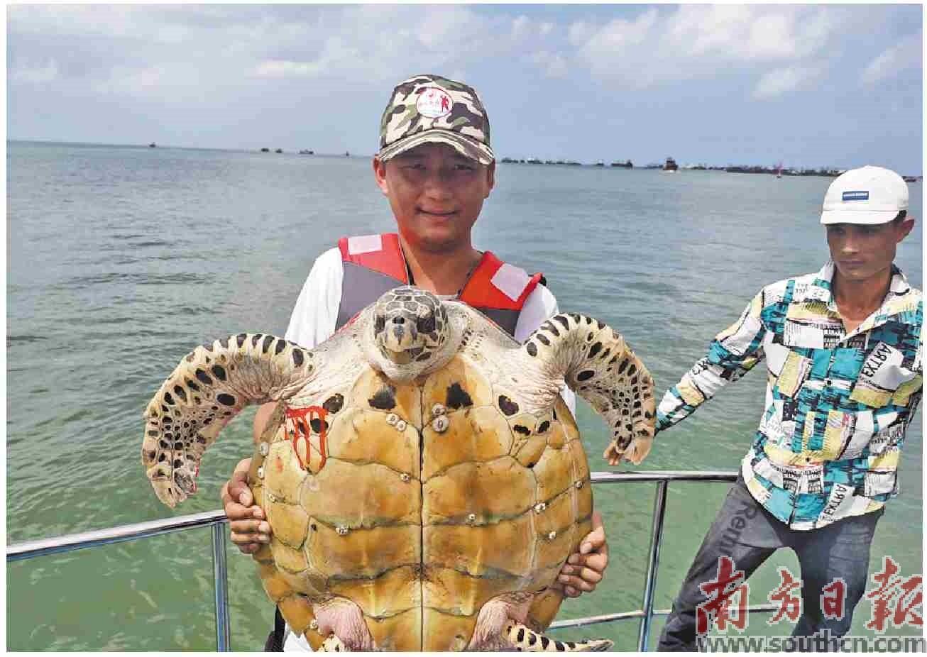 江洪镇救助放生"十三鳞"海龟