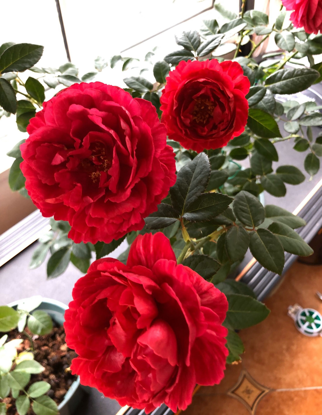 月季花"真彩230"—美若芍药,芳香幽远,丰花勤花,阳台也能养