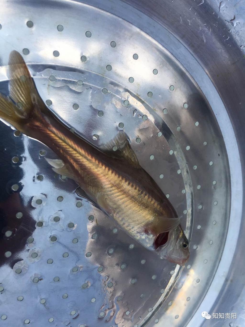 贵安新区湖潮乡疑似发现国家二级保护动物金线鲃