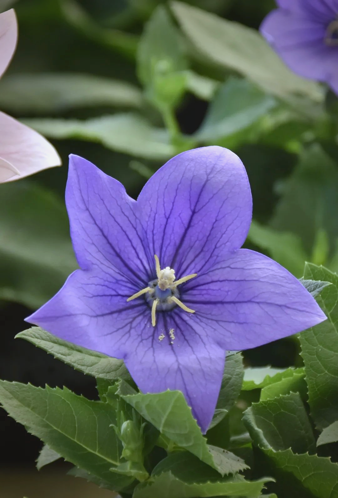 桔梗科植物全指南:从外观到生长习性详细解读