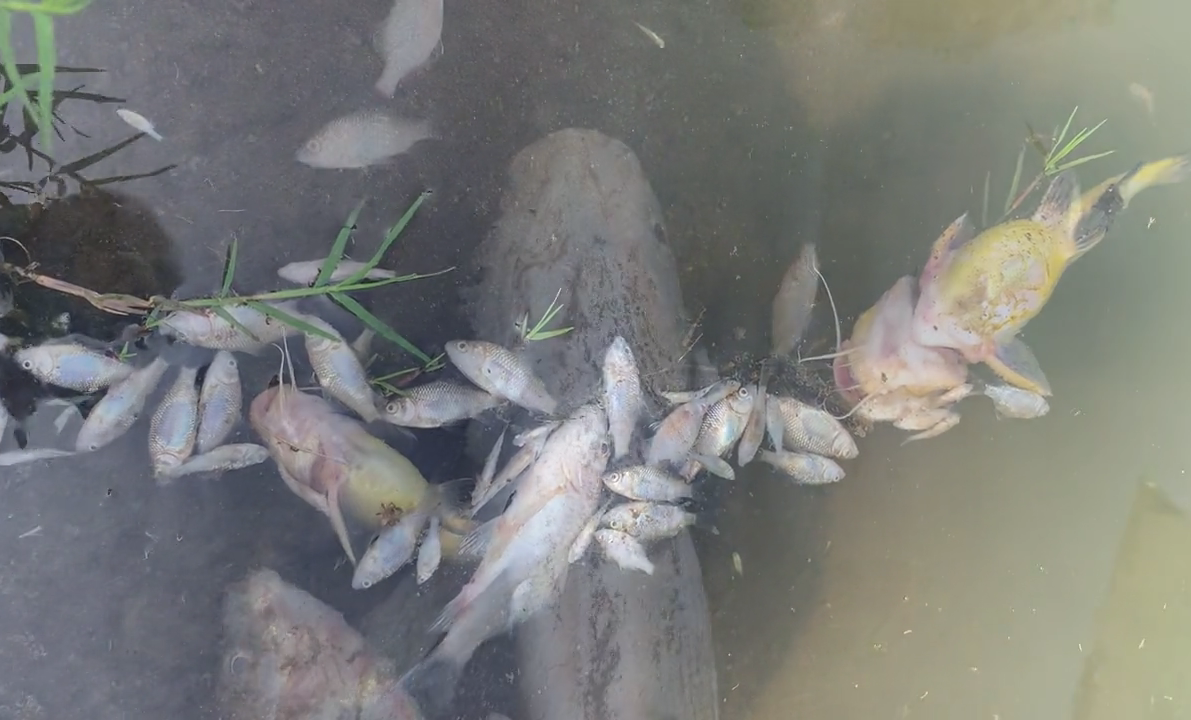 不讓釣魚就把魚都毒死?湖北一魚塘魚死光,疑似釣魚糾紛所致