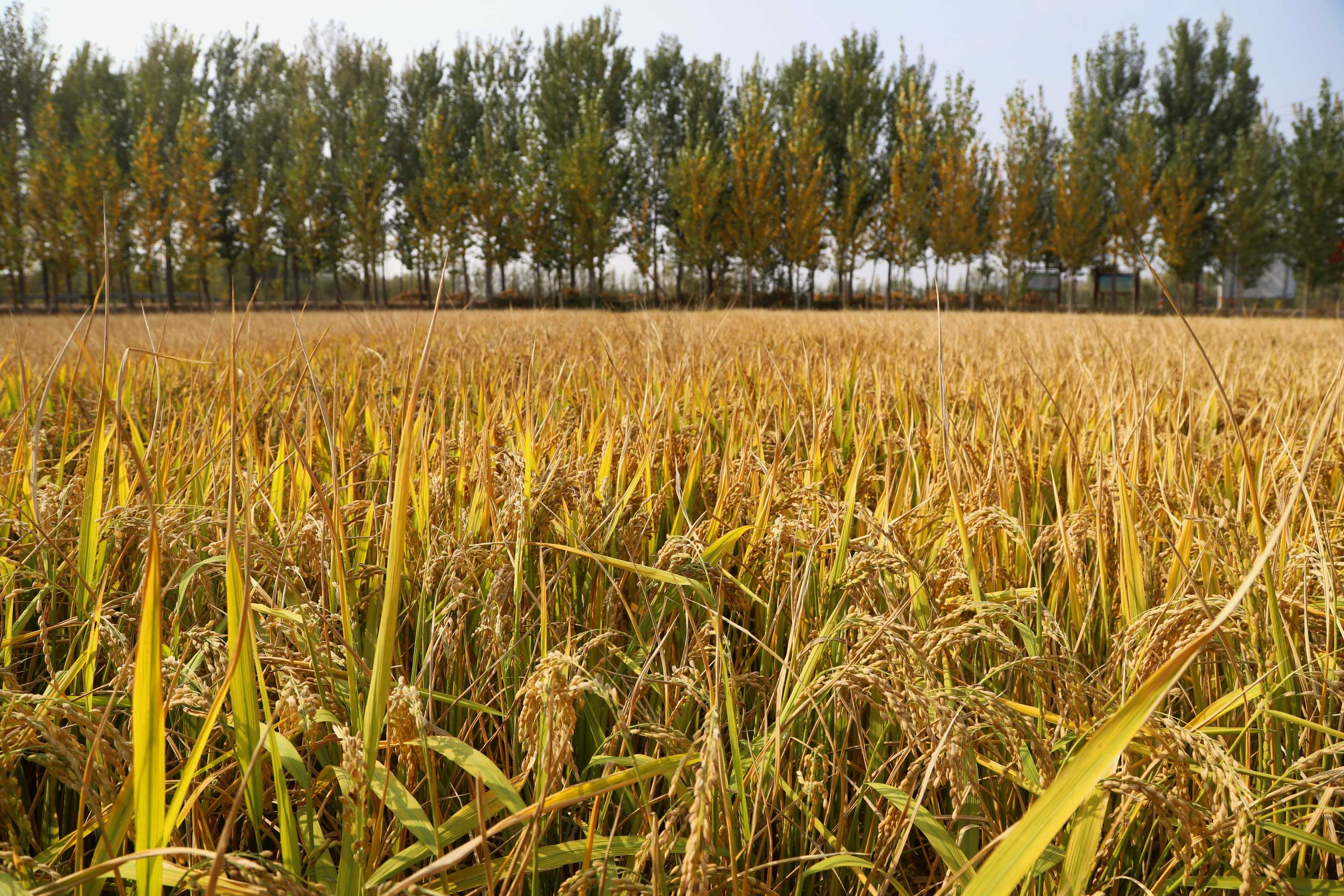 好景山东|秋稻成熟万家香!济南黄河岸边水稻丰收,一派好风光