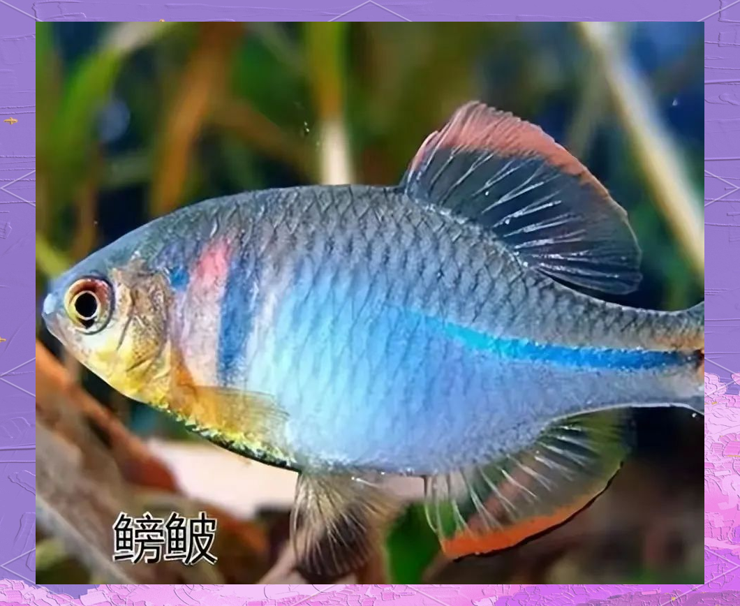 农村的"屎光皮"鱼:从无人问津到市场香饽饽的变迁