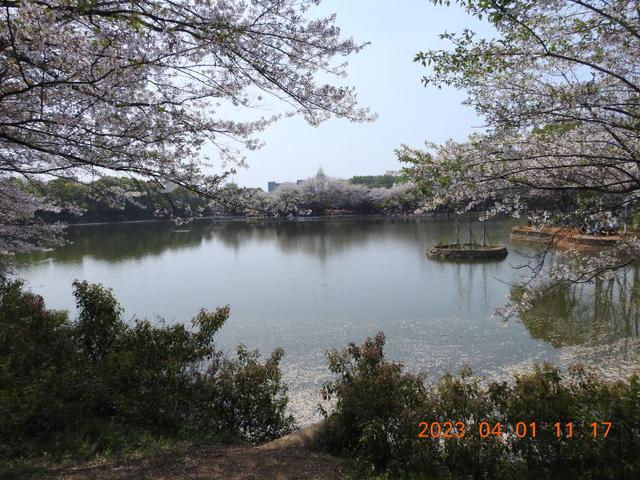 江西省林科院的樱花盛开了