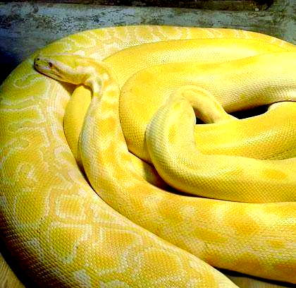 黄金蟒:一种稀有的变异品种,饲养指南与注意事项