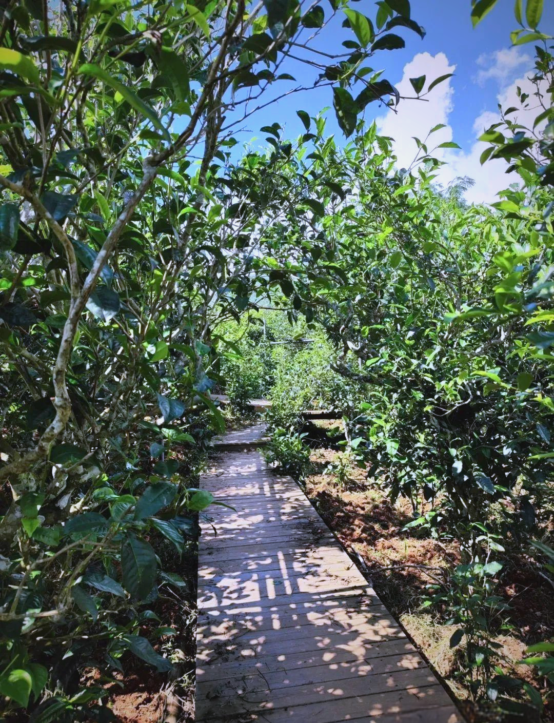 云南古茶树探秘:众多村落的普洱茶故事