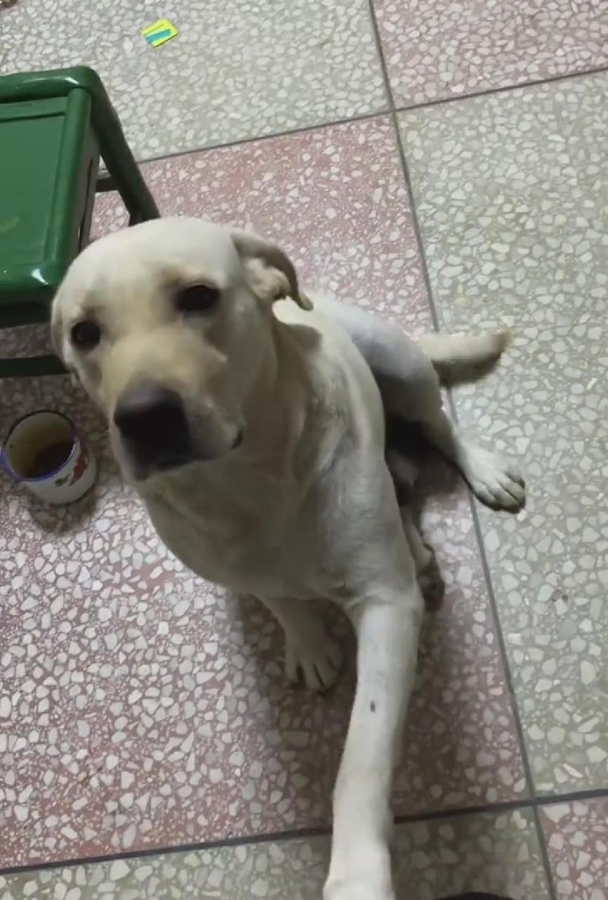 狗妈，狗妈妈小静全文阅读