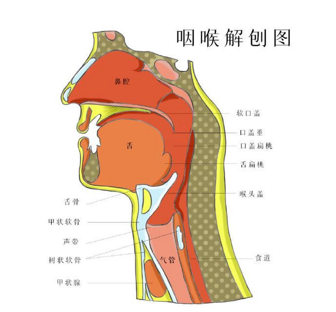 急性喉炎大多数是因为病毒感染导致的