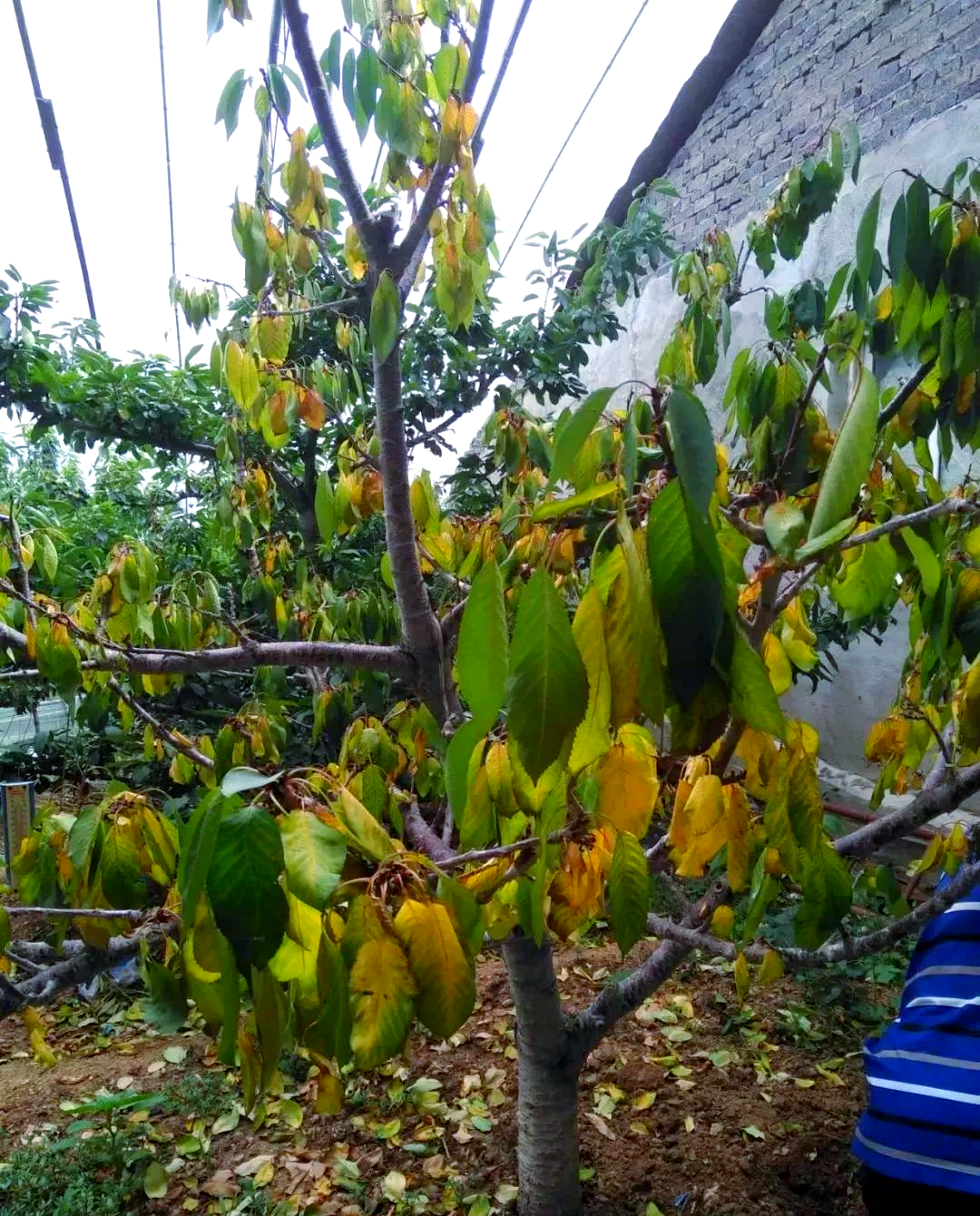 大樱桃叶片发黄全解析:药害,缺素,病害你了解多少