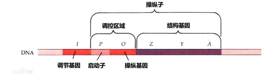 微生物基因组中操纵子的在线预测