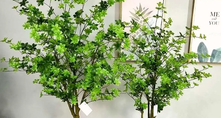 马醉木和吊钟的区别