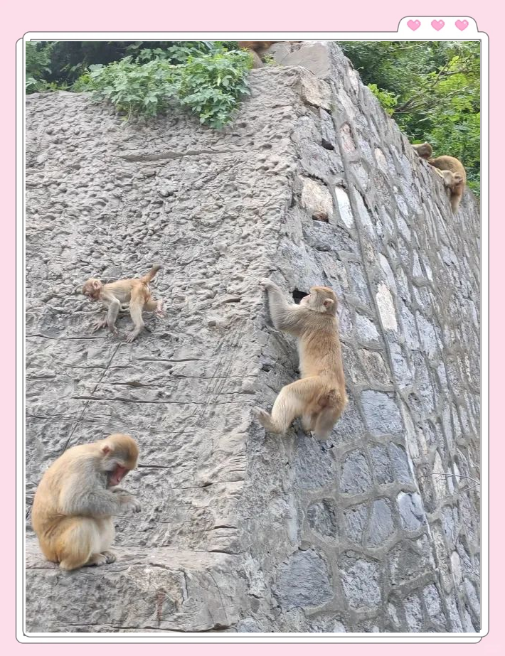 济源五龙口:探访野生猕猴的乐园,领略山水间的猴趣