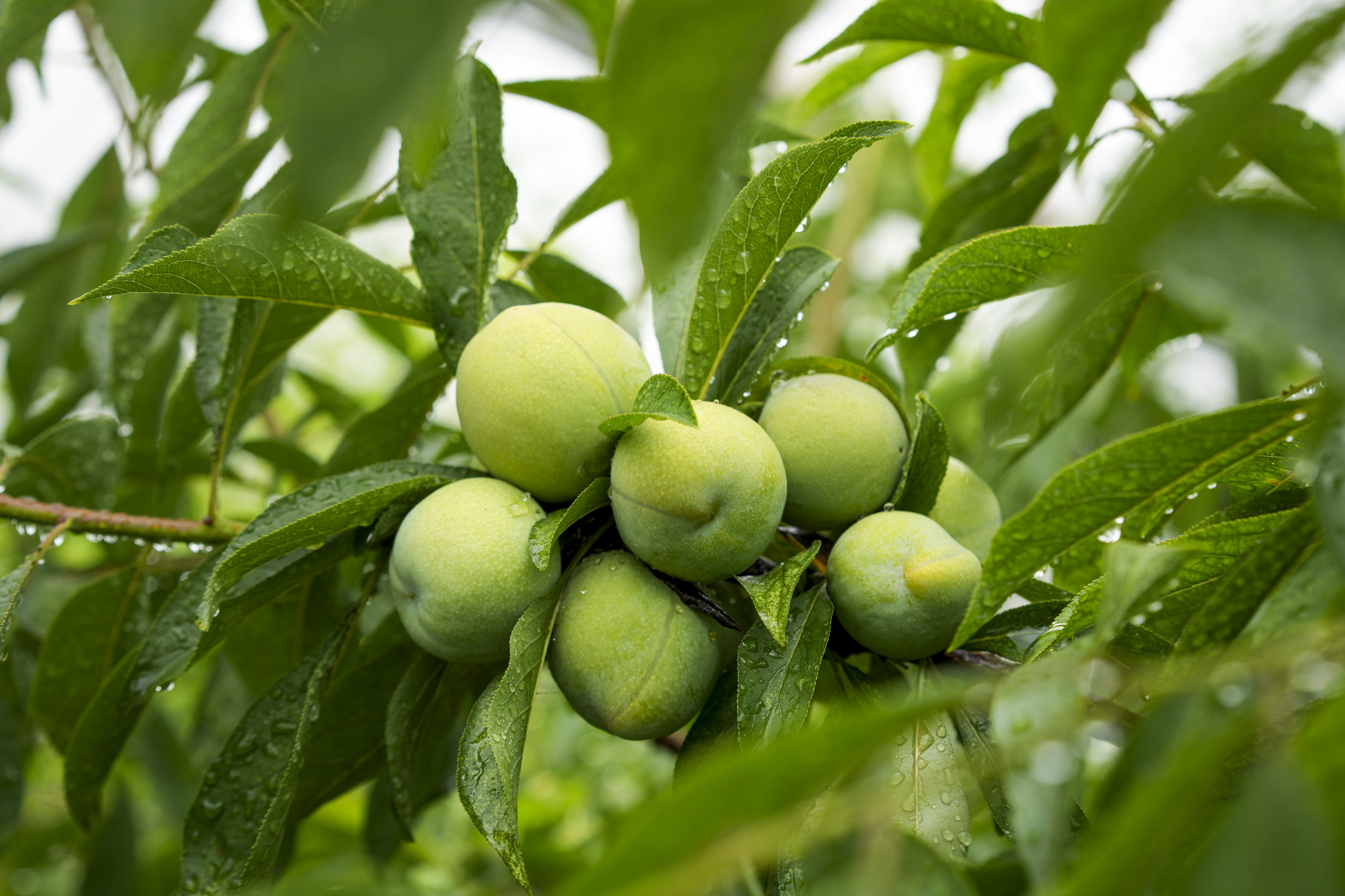 (新华全媒 )长江行|巫山脆李出峡记