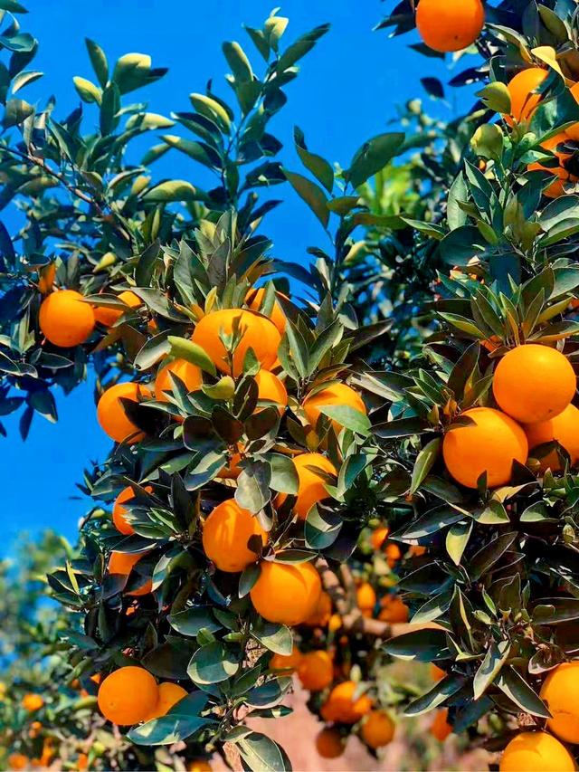 綦江:凤冠山下柑橘香