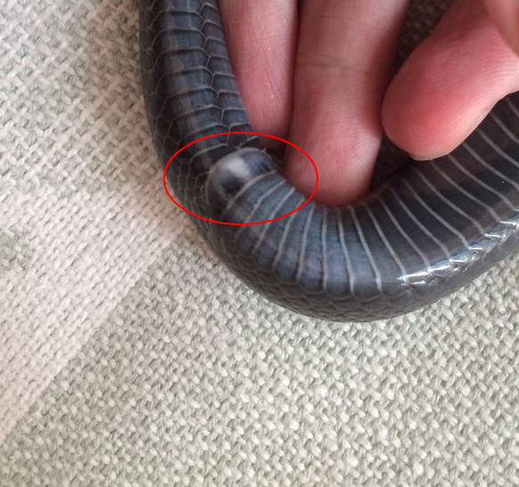 如果遭遇蟒蛇缠身,有何脱身办法?据说捅菊花很有效