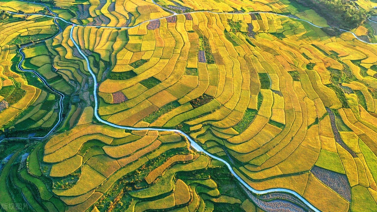 贵州贵阳高坡稻谷香"丰"景如画