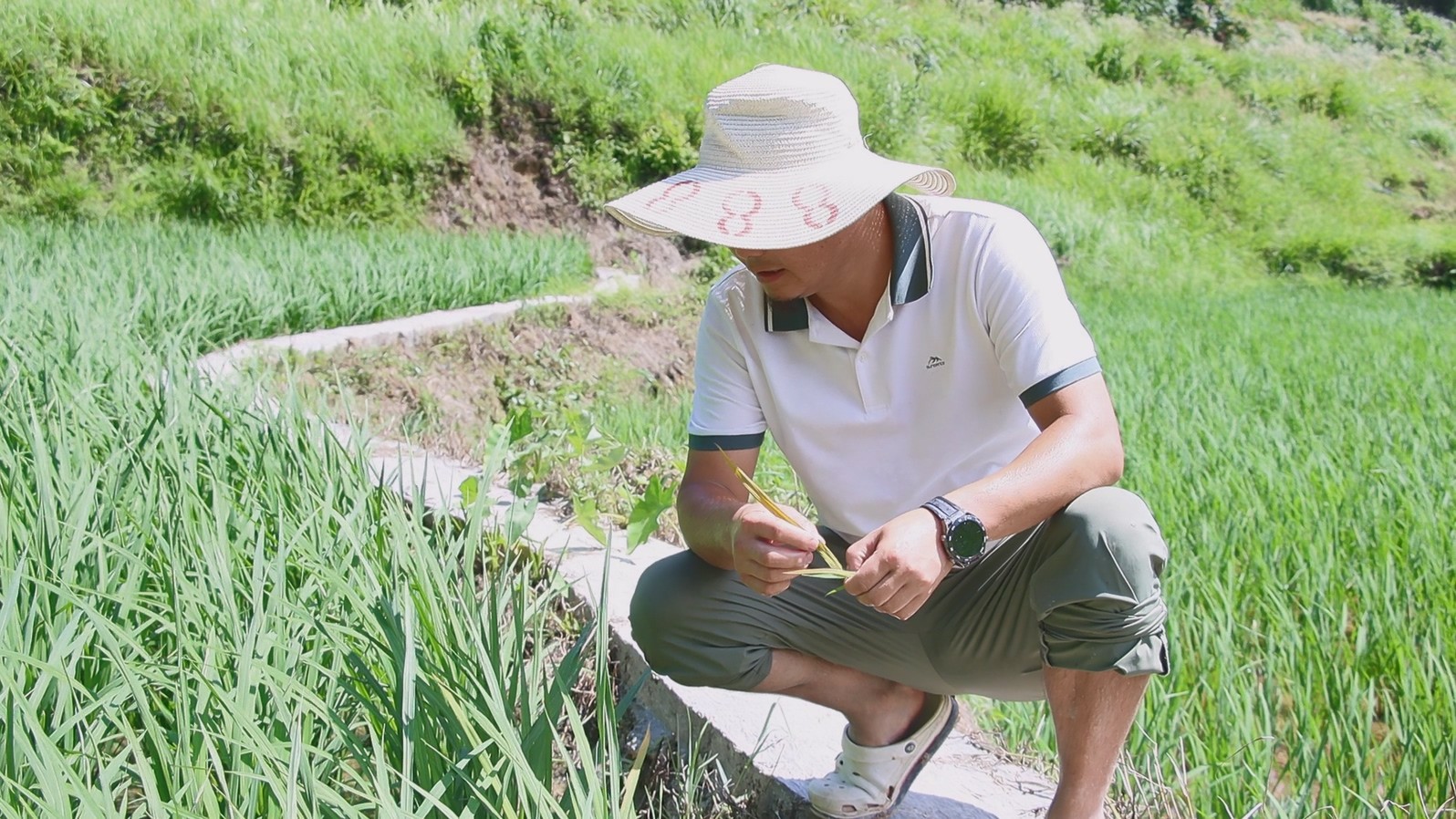 會同若水鎮翁頂村:勤耕精管潤沃土,稻田飄香致富夢