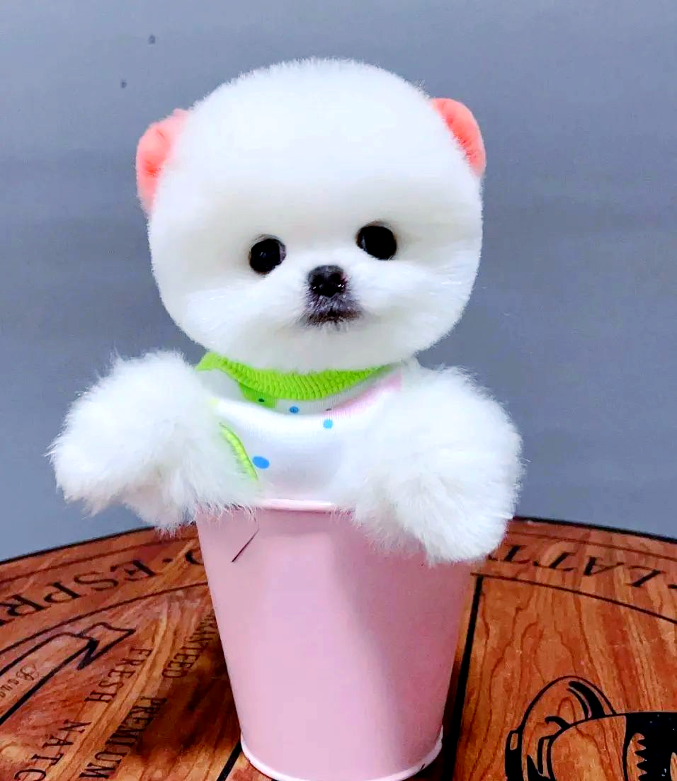 茶杯犬背后的真相:健康与品种的双重问题